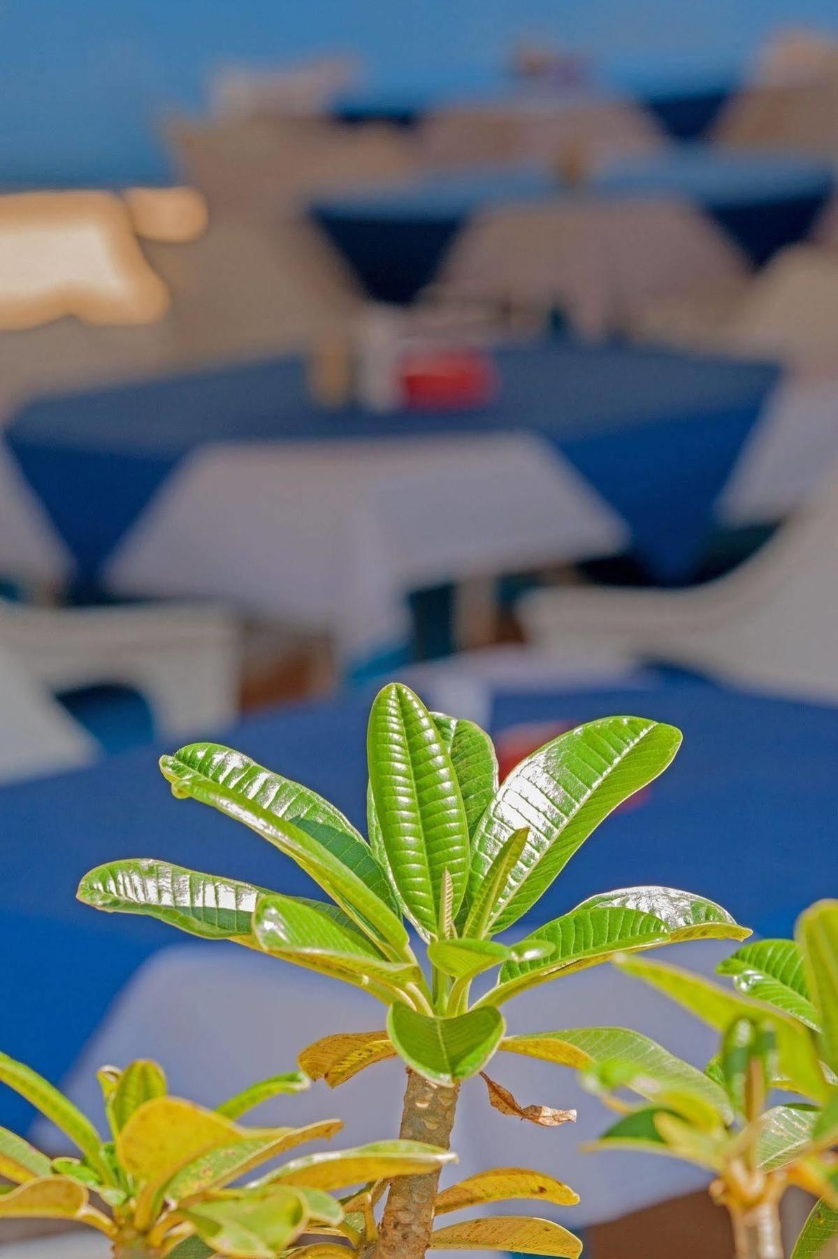 Cuba Agonda Bed & Breakfast Екстериор снимка